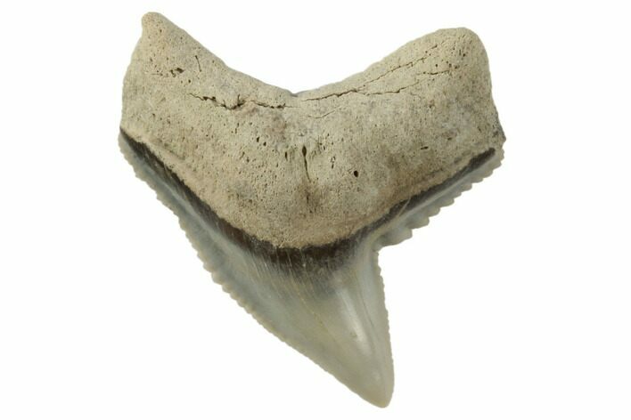 .97" Fossil Tiger Shark (Galeocerdo) Tooth -  Aurora, NC
